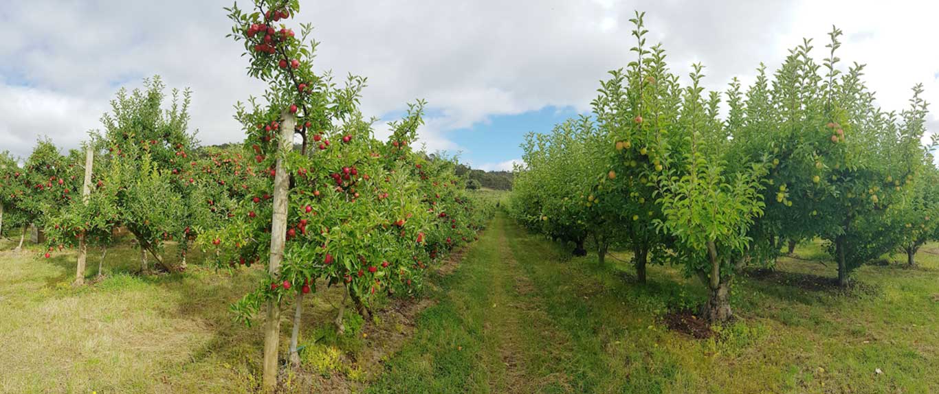 Apple Orchard Huon Valley